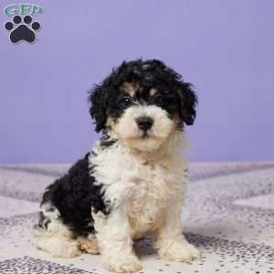 Chase, Miniature Poodle Puppy
